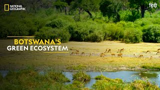 Botswanas Green Ecosystem  Africas Deadliest  Full Episode  S07E01  हिंदी  NatGeoIndia [upl. by Anawak386]