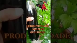 ADUBO ORGÂNICO PRODUTIVIDADE E QUALIDADE DOS FRUTOS [upl. by Ednil]