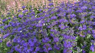 Caryopteris Beyond Midnight [upl. by Denice]