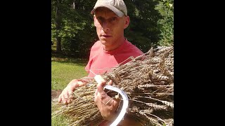 Harvesting and processing a small Wheat plot by hand [upl. by Liebermann]