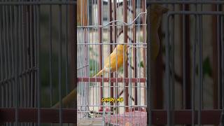 Canary singing birds sounds at its best  Melodies canary bird song bird canary shorts [upl. by Euqinna956]