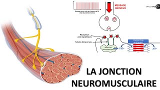 La synapse ou jonction neuromusculaire [upl. by Weingarten]