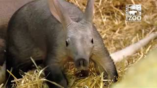 Aadorable Aardvark Baby Winsol Makes Public Debut  Cincinnati Zoo [upl. by Aratehs]