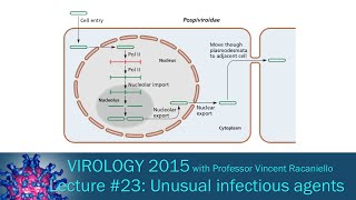 Virology 2015 Lecture 23 Unusual infectious agents [upl. by Aninotna]