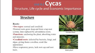 Unit 92 Cycas cycads Structure Life cycle and Economic importancemavi second papervideo [upl. by Ccasi]