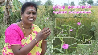 ஓரிதழ் தாமரையின் மருத்துவ மகத்துவங்கள்  orithal thamarai benefits in tamil [upl. by Niledam]