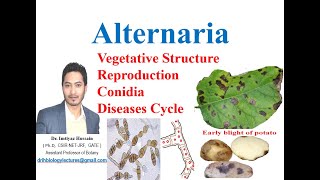 Alternaria solani life cycle early blight of potato symptoms mycelium conidia diseases cycle [upl. by Ignatia]