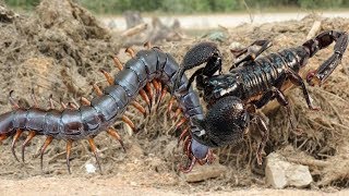 Big battle in tropical forest Scorpion vs centipede  Who will be the winner [upl. by Yruoc]