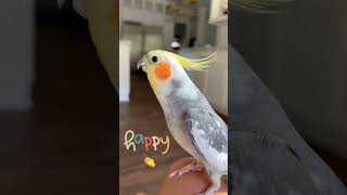 Cockatiel Singing cockatiel birds cockatielsinging parrot pets cockatielsound shorts cute [upl. by Elsinore]