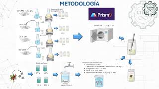 IQCIIIM202456 Propagación in vitro de Tradescantia spathacea [upl. by Aillicirp]