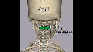 Vertebrae in our skeleton system shorts youtubeshorts skeletalsystem [upl. by Stillas508]