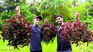 Purple Waffle plant Propagation and Care Trendy hanging plant Hemigraphis Exotica [upl. by Iznik]