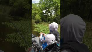 GIANT Gator Growling at Kayak Angler [upl. by Helga]