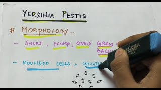 Yersinia pestis  Microbiology  Handwritten notes [upl. by Annawad247]