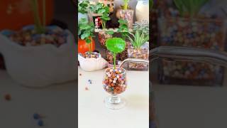 Amazing planting flowers in cup color put in living room beautiful garden shorts shortvideo diy [upl. by Yaral826]