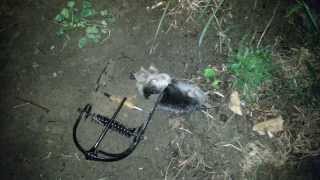 Mole capture with an Out OSight Mole Trap [upl. by Skipp]