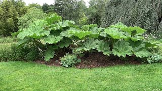 Gunnera manicata amp tinctoria How to tell the difference [upl. by Ramal]