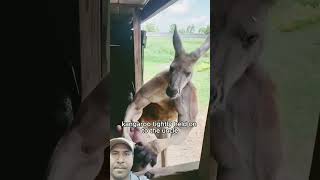 Kangaroo Kharghar viralvideo short video [upl. by Bundy]