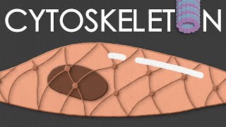 Cytoskeleton structure and function [upl. by Fabrin]