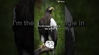 The Haast’s eagle eagle extinct edit [upl. by Akessej]