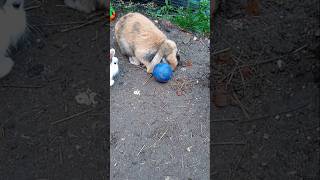 Stampertje amp Miss Bunny going crazy over their ball rabbit bunny [upl. by Wemolohtrab]