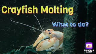 Crayfish Molting Guide [upl. by Izaak222]