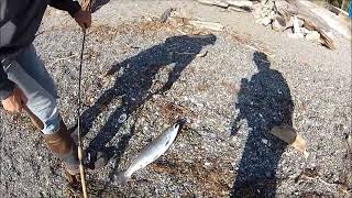 Coho fishing with quotfresh or live Herringquot at Possession Bait Beach [upl. by Tnahs]