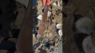 Oyster So Fresh So Delicious fyp oysters fresh food seafood delicious 100kviews [upl. by Netsyrc]