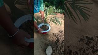 Sunday wali vdo ka 2nd vdo 👩‍🌾🌱👍 youtubeshorts viralvideo gardening [upl. by Luzader889]