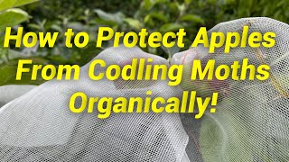 Codling MothFree Apples How To No Spray Organic Protection [upl. by Burton]