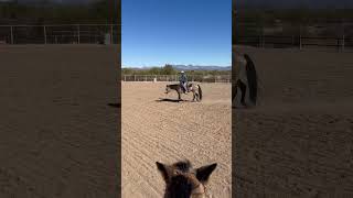 Melt with them in the downward transition to the stop Building feel in horses [upl. by Lannie891]