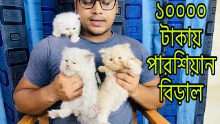 Cute Persian Kitten For Sale  Persian Cat Price In BD  Himaliyan Kitten  Blue Eyes Persian Cat [upl. by Eilrahs]