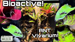 BIOACTIVE Ant VIVARIUM setup with HUGE STINGING ANTS [upl. by Attena]