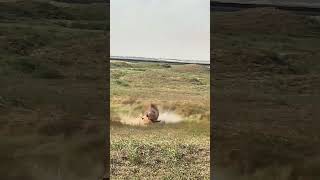 Bison vs tiger animal strength contest wild animals up close confusing animal behavior [upl. by Chilcote]