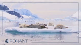 Nos croisières en Antarctique instants PONANT en baie de Wilhelmine  PONANT [upl. by Fowler]