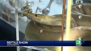 The quotSacramento reptile showquot kicked off at quotCal Expoquot [upl. by Sioux]