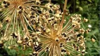 Collecting Allium Seeds in the Garden [upl. by Farrell]