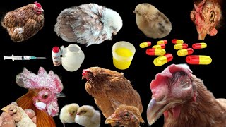 Poultry Diseases Symptoms Prevention and Treatment in Pakistan  DrArshad [upl. by Innig929]