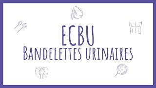 Sémiologie Urologique  Bandelette Urinaire amp ECBU [upl. by Pattani332]