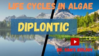 Life Cycle in AlgaePart2 Diplontic [upl. by Stetson]