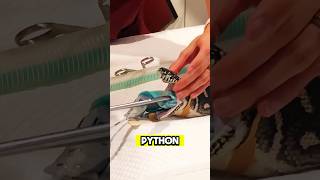 🐍What Is This Python Ate 😱 Watch Till the End shorts [upl. by Anyar182]