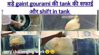 Gaint gourami tank clean and shift in tank BIG MONSTER FISH GAINT GOURAMI gaintgourami 3yroldgaint [upl. by Nyvets]