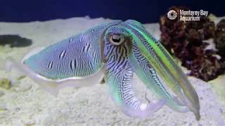 Kisslip Cuttlefish Changing Colors In Inkredible Mating Displays  The Critter Corner [upl. by Jez]