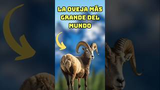 ¡LA OVEJA MÁS GRANDE DEL MUNDO 🐑🌍 maquinariaagricola tractor rancho agricultura fyp [upl. by Friedberg]