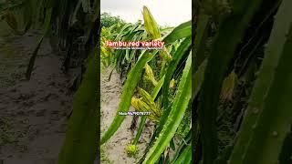 farming plants farmer garden subha bio Agro farm [upl. by Clarita760]