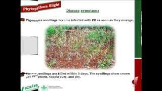 Phytopthora blight Disease of Pigeonpea [upl. by Otrebire409]