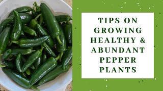 Tips on how to grow healthy pepper plants [upl. by Ballman]