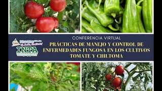 Prácticas de manejo y control de enfermedades fungosa en los cultivos tomate y chiltoma [upl. by Gnilrets]