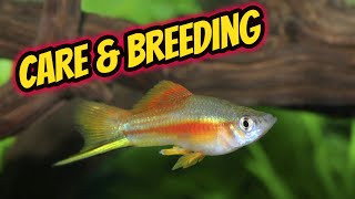 Swordtail Care and Breeding Guide [upl. by Drofhsa]