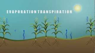 Understanding Evapotranspiration ET [upl. by Elli]